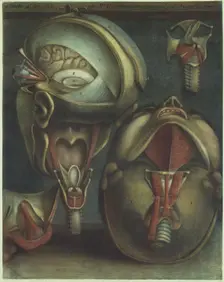 Two Views of the Head, 1746. Creator: Jacques Fabien Gautier Dagoty