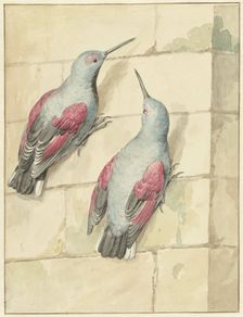 Two wallcreepers, blue and purple, on a wall, 1720-1792. Creator: Aert Schouman