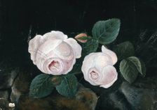 Two white roses, in a still-life, 1885. Creator: Unknown