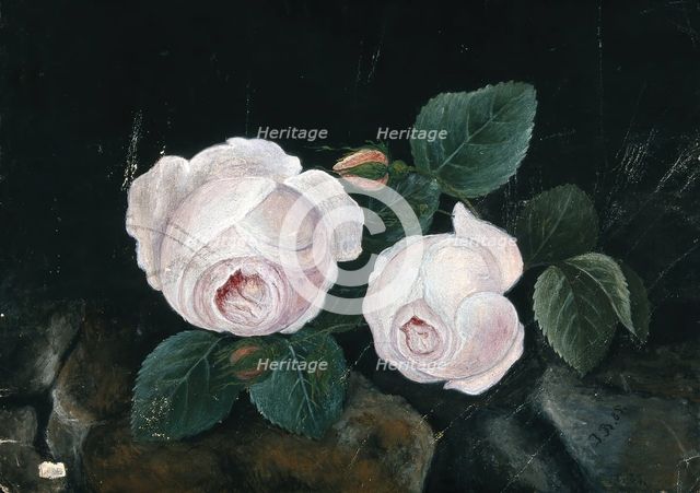 Two white roses, in a still-life, 1885. Creator: Unknown.