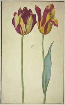 Two yellow-red tulips, 17th century. Creator: Unknown