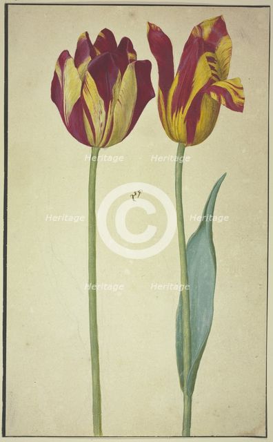 Two yellow-red tulips, 17th century. Creator: Unknown.