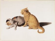 Two young cats fighting, 18th century. Creator: Gottfried Mind