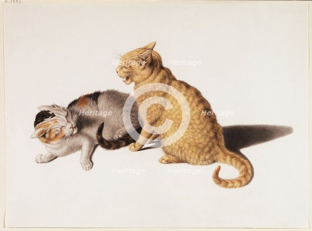 Two young cats fighting, 18th century. Creator: Gottfried Mind.