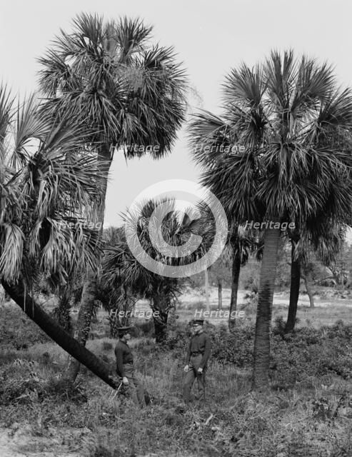Tybee Island, palmettoes, Savannah, Ga., c1907. Creator: Unknown.