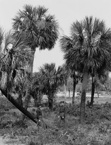 Tybee Island, palmettoes, Savannah, Ga., c1907. Creator: Unknown