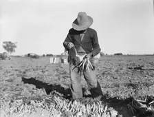 Tying carrots in Imperial Valley, near Meloland, California, 1939. Creator: Dorothea Lange