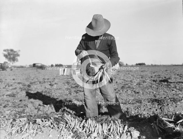 Tying carrots in Imperial Valley, near Meloland, California, 1939. Creator: Dorothea Lange.