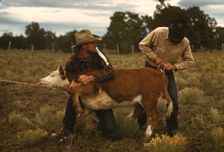 Tying a ribbon on a calf's tail...feature attractions at the Pie Town, New Mexico Fair rodeo, 1940. Creator: Russell Lee