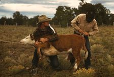 Tying a ribbon on a calf's tail...feature attractions at the Pie Town, New Mexico Fair rodeo, 1940. Creator: Russell Lee
