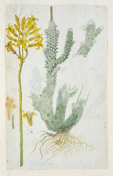 Tylecodon cacalioides (L.F.), 1777-1786. Creator: Robert Jacob Gordon