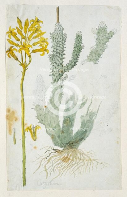 Tylecodon cacalioides (L.F.), 1777-1786. Creator: Robert Jacob Gordon.