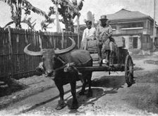 'Type d'attelage aux Philippines; Les Terres Du Pacifique 1914. Creator: Unknown