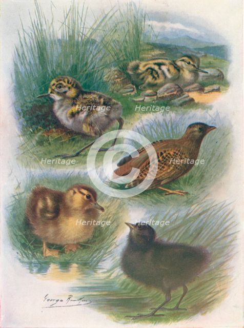 'Types of Nidifugous Nestlings', c1910, (1910). Artist: George James Rankin.