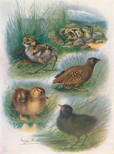 Types of Nidifugous Nestlings c1910, (1910). Artist: George James Rankin