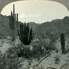 Typical Cacti of Southern Arizona Desert, Pima County c1930s. Creator: Unknown