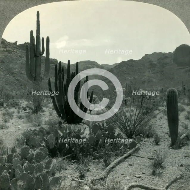 'Typical Cacti of Southern Arizona Desert, Pima County', c1930s. Creator: Unknown.