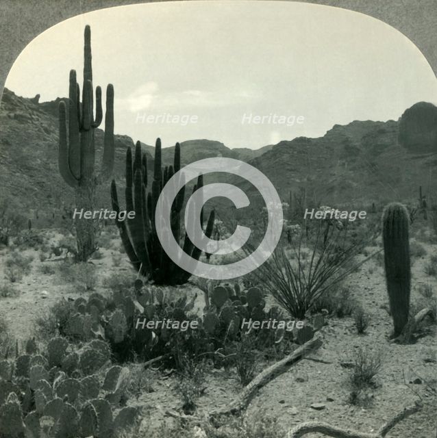 'Typical Cacti of Southern Arizona Desert, Pima County', c1930s. Creator: Unknown.