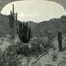 Typical Cacti of Southern Arizona Desert, Pima County c1930s. Creator: Unknown