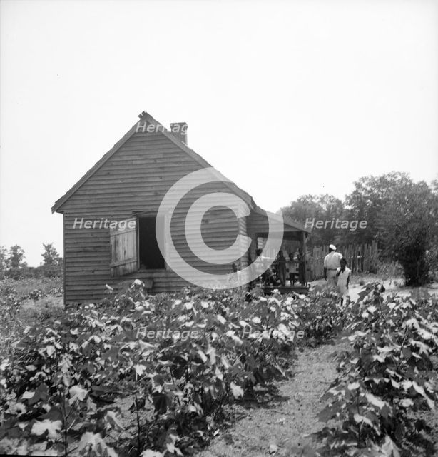 Typical cotton picker's shack of the South, Mississippi, 1936. Creator: Dorothea Lange.