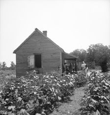 Typical cotton picker's shack of the South, Mississippi, 1936. Creator: Dorothea Lange
