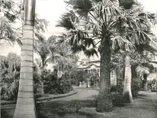 Typical Hawaiian yard Honolulu, USA, 1895. Creator: Unknown