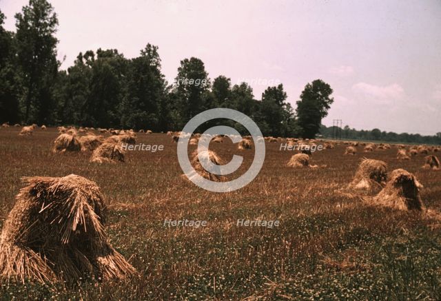 Typical southeastern Georgia farm with newly harvested field of oats, 1939. Creator: Marion Post Wolcott.