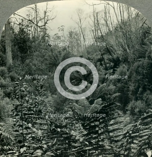 'Typically Australian - Fern trees in Cawood's Gully, Apollo Bay, Victoria, Australia', c1930s. Creator: Unknown.