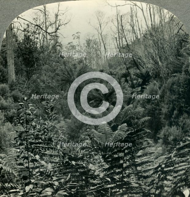 'Typically Australian - Fern trees in Cawood's Gully, Apollo Bay, Victoria, Australia', c1930s. Creator: Unknown.