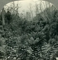 Typically Australian - Fern trees in Cawood's Gully, Apollo Bay, Victoria, Australia c1930s. Creator: Unknown