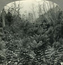 Typically Australian - Fern trees in Cawood's Gully, Apollo Bay, Victoria, Australia c1930s. Creator: Unknown