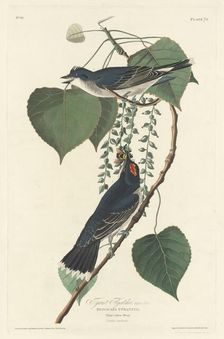 Tyrant Flycatcher, 1830. Creator: Robert Havell