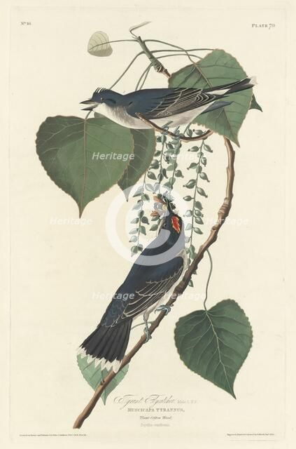 Tyrant Flycatcher, 1830. Creator: Robert Havell.