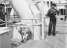 U.S.S. Brooklyn, the mascot, between 1896 and 1899. Creator: Unknown