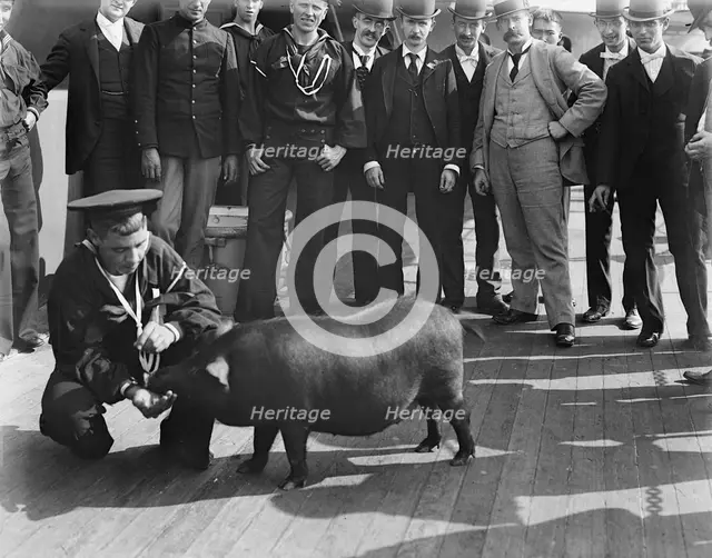 U.S.S. Iowa, pig taken from Spanish cruiser [Cristobal] Colon, ca 1898. Creator: Unknown.