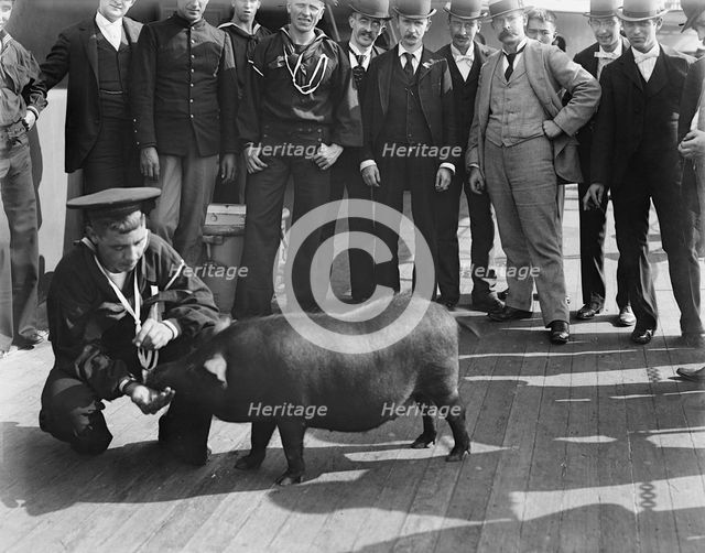 U.S.S. Iowa, pig taken from Spanish cruiser [Cristobal] Colon, ca 1898. Creator: Unknown.