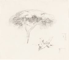 Umbrella Pine and Other Studies, 1839/1845. Creator: Edward Lear