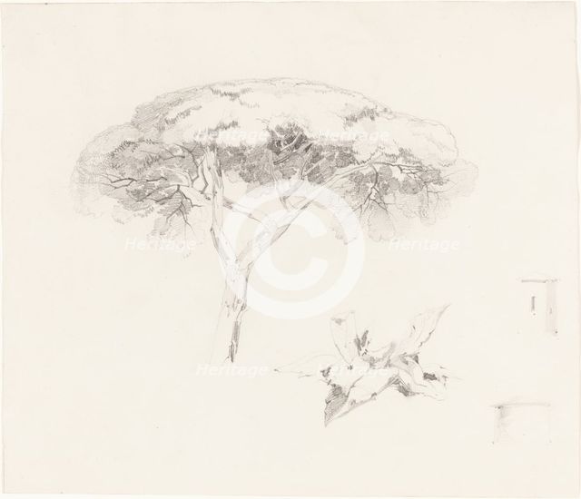 Umbrella Pine and Other Studies, 1839/1845. Creator: Edward Lear.