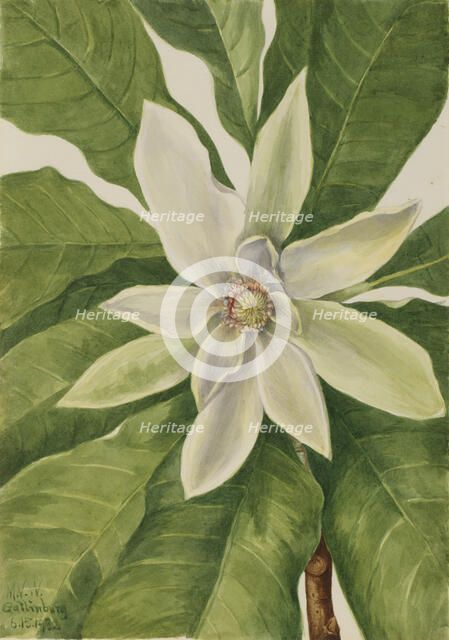 Umbrella Tree (Magnolia tripetala), 1932. Creator: Mary Vaux Walcott.