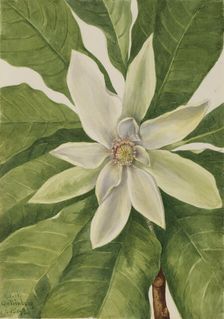 Umbrella Tree (Magnolia tripetala), 1932. Creator: Mary Vaux Walcott