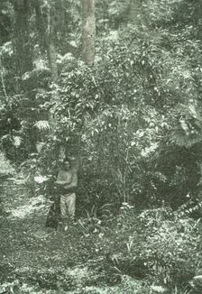 'Un coin de brousse (bush) dans Natal; Afrique Australe 1914. Creator: Unknown