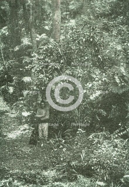 ''Un coin de brousse (bush) dans Natal; Afrique Australe', 1914. Creator: Unknown.