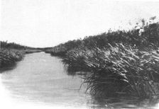 'Un coin des bords du lac Bangweulu; Afrique Australe 1914. Creator: Unknown
