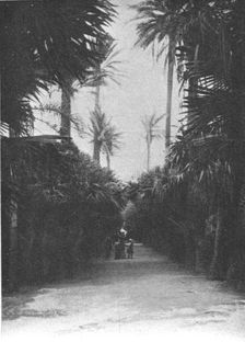 'Un coin du jardin public d'Alger; Afrique du nord 1914. Creator: Charles Chusseau-Flaviens