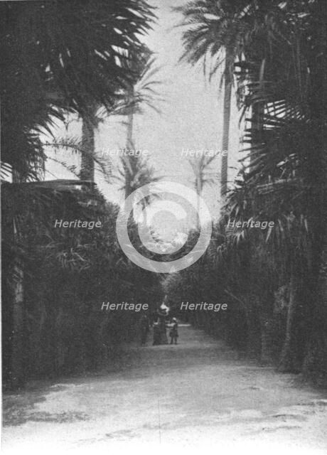 ''Un coin du jardin public d'Alger; Afrique du nord', 1914. Creator: Charles Chusseau-Flaviens.