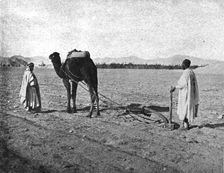 'Un charrue arabe; Afrique du nord 1914. Creator: Unknown