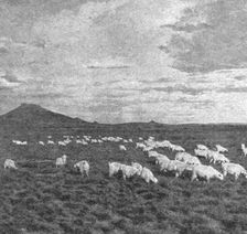 'Un aspect du Haut Veld; Afrique Australe 1914. Creator: Unknown