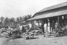 'Un depot d'ivoire dans lAfrique orientale allemande; Afrique Australe 1914. Creator: Unknown