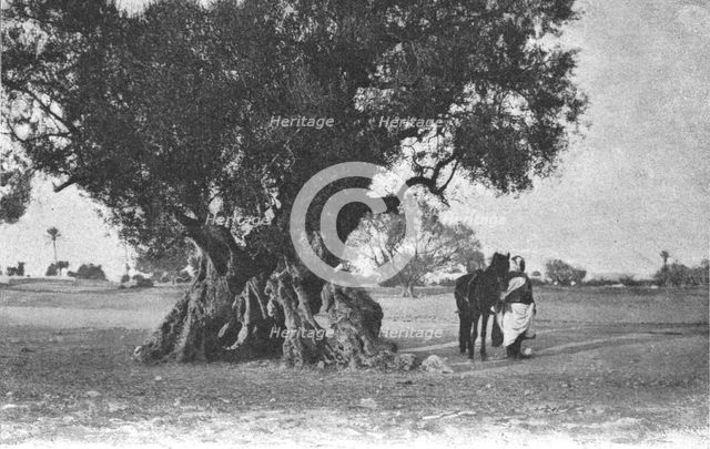 ''Un olivier a Djerba; Afrique du nord', 1914. Creator: Jules Gervais-Courtellemont.