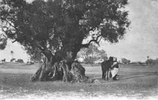 'Un olivier a Djerba; Afrique du nord 1914. Creator: Jules Gervais-Courtellemont